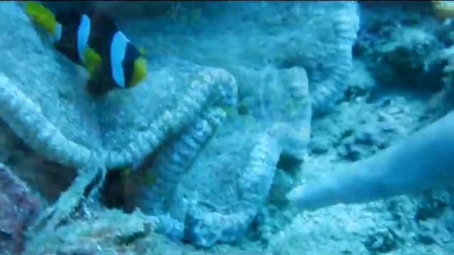 Yellowtail clownfish (Amphiprion clarkii) & Anemone Pizza (Cryptodendrum adhaesivum) смотреть онлайн