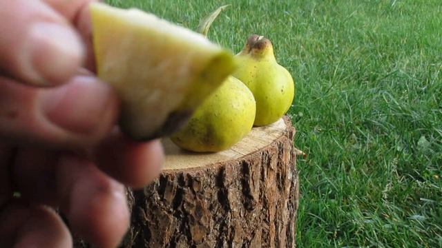 Дача .Айва. 31.10.20. смотреть онлайн