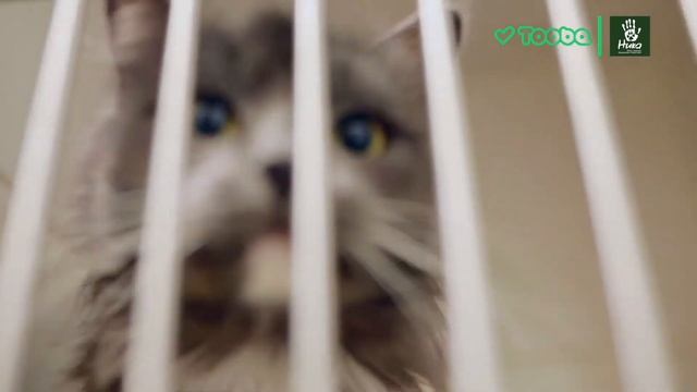 БФ "НИКА", отчет по сбору на платформе Tooba: Медикаменты смотреть онлайн