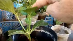 пересадка гортензии широколистной осенью