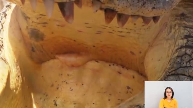 Unbelievable! Elephant Herd Against Crocodile Tried To Save Baby Elephant, Elephant Chase Wild Dogs смотреть онлайн