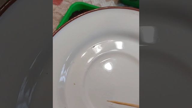 Посев эустомы (лизиантуса) @СадИрины смотреть онлайн