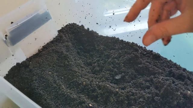 Hot Frog Living Composter Year 1 Day 12 - Harvesting Tier 1 - Vermicomposting смотреть онлайн