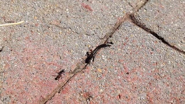 Сороконожка против муравьев. Битва в дикой природе смотреть онлайн