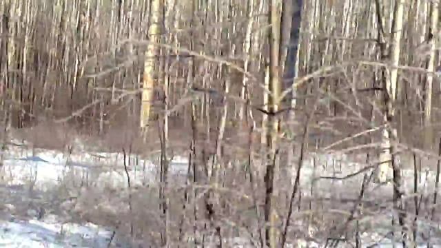 Охота на изюбря зимой смотреть онлайн