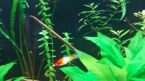 Новые рыбки в аквариуме. Меченосец Кохаку в народе Санта-Клаус.