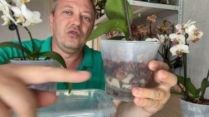 ОРХИДЕИ в КОРИЦЕ корни орхидей после пересадки и обработки Фитолавин с Рибав и полив орхидеи 28052