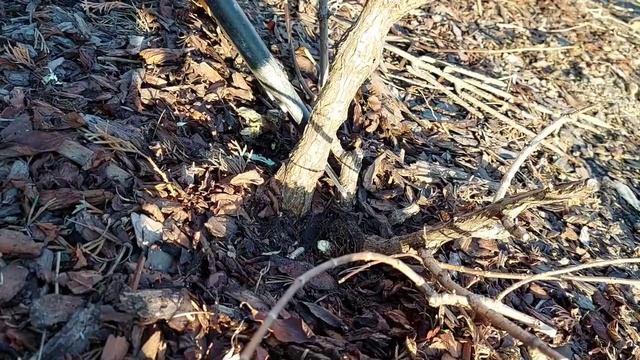 Обрезаю гортензию Сандей Фрайз.Исправляем ошибки ? смотреть онлайн