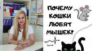 Почему кошки любят мышек? О ТАУРИНЕ