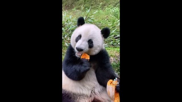 Хэллоуин для ПАНДЫ  )))   #приколы #смешныевидео #юмор #тикток #shorts 706
