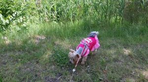 Dog vlog/ Дог влог -поездка в Тракай на поезде с йорком, плавание на корабле.