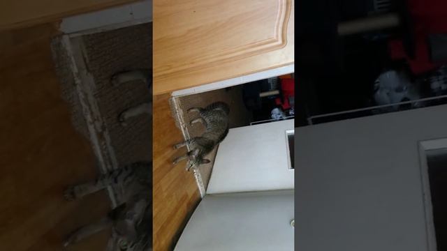 У кошек разборки. Ориенталы. Oriental cats