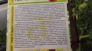 Томаты новинки 2022 года. Томат Мамонтенок в теплице. Сколько кистей уже завязал в апреле?