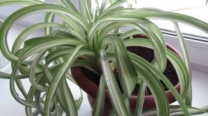 Несколько таблеток активированного угля, и хлорофитум будет еще  лучше очищать воздух в комнате