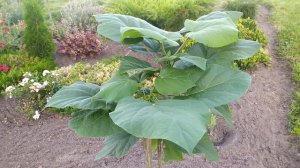 КАТАЛЬПА - экзотическое дерево #катальпа #экзотическиерастения #дача