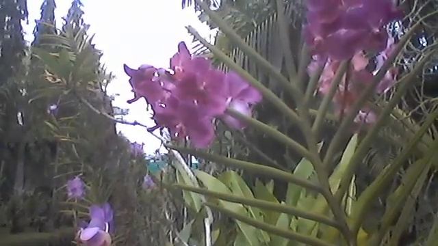 PURPLE ORCHID смотреть онлайн