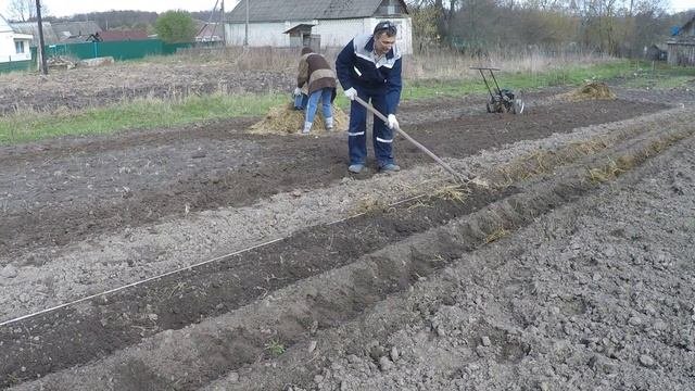 Посадка картофеля культиватором ЛАПЛОШ™ закрываем борозду с картофелем граблями
