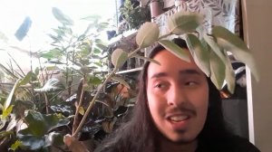 How to grow Phyllanthus mirabilis (caudex plant) Updated broken dormancy