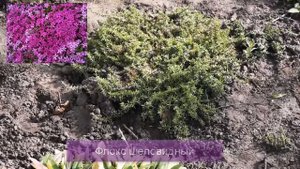 РАННЯЯ ОСЕНЬ | РАБОТЫ В САДУ...В ЦВЕТНИКЕ... | ЧТО НУЖНО СДЕЛАТЬ?