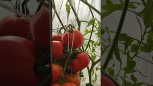 Минусинская Грушанка