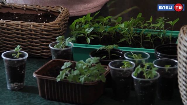 Пикируем и стрижём всходы в очередном выпуске рубрики «Нескучный сад» смотреть онлайн