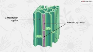Строение стебля  Многообразие стеблей