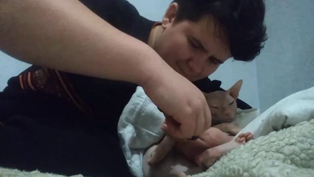 Стрижём когти сфинксу. смотреть онлайн