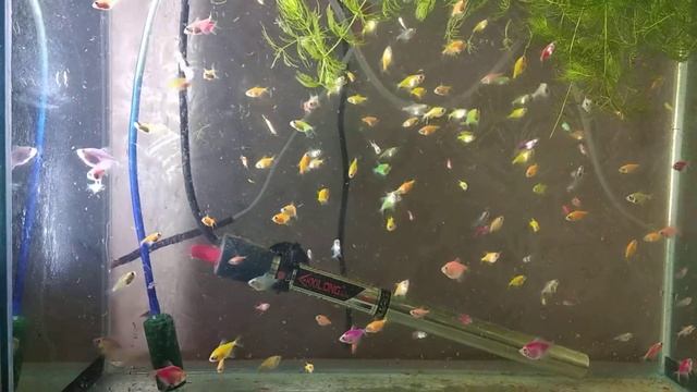 Тернеция глофиш glofish малькам 33 дня смотреть онлайн