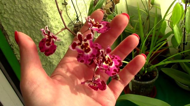 Tolumnia Jairak Flyer Dapple - another orchid jewel! смотреть онлайн