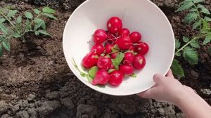 2 правила выращивания вкусной редиски