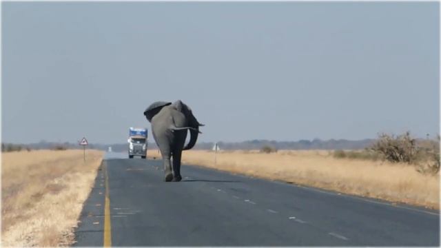 Слон вышел на дорогу. Водители в Африке уже привыкли, что слоны спокойно переходят дорогу. смотреть онлайн