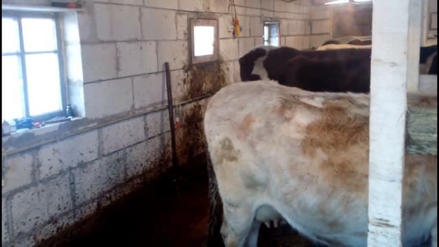 основные минусы коровника//как не нужно делать смотреть онлайн