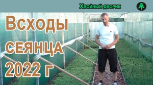 Выращивание ели голубой,туи,сосны из семян.Всходы 2022 года!