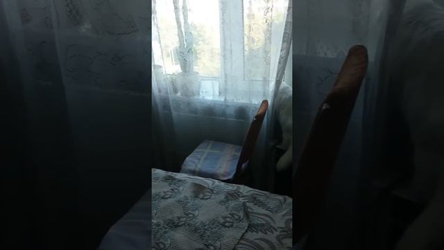 Турецкая ангора охотится на птичку. Кошка смотрит в окно