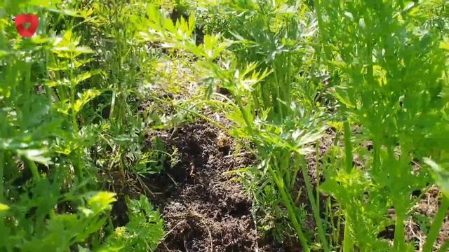 Orati ili malčirati? Saznajte sve prednosti i nedostatke oranja смотреть онлайн