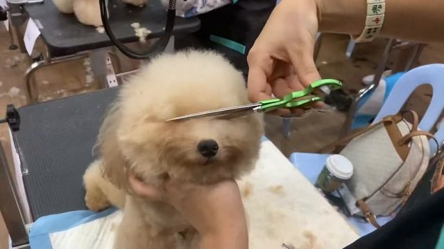 Стрижка пуделя в азиатском стиле Памперс смотреть онлайн