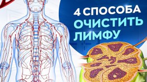 4 совета как очистить свой организм и похудеть. Лимфатическая система