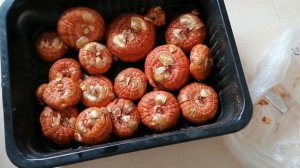 Обработка гладиолусов водкой. Эксперимент с трипсами