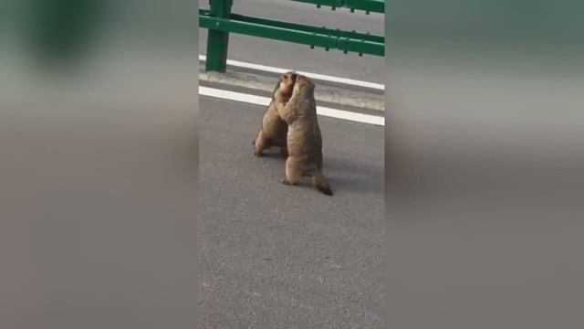 Два бурундука устроили драку на дороге не поделив что-то смотреть онлайн