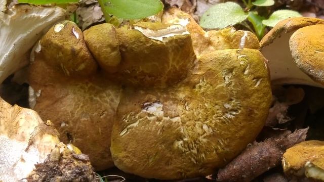 Naziemek zielonawy (Albatrellus cristatus) смотреть онлайн