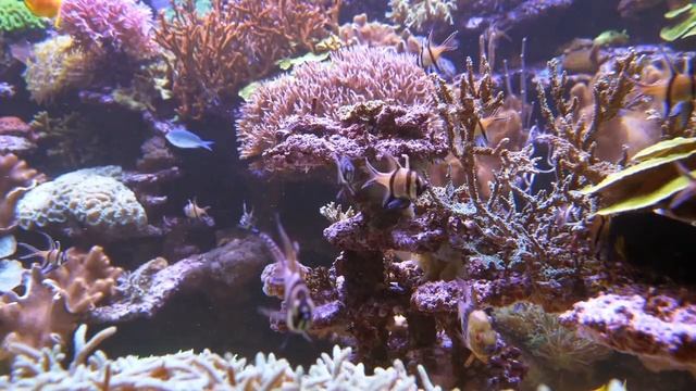 Ночное наслождение подводным миром. Всем добрых снов смотреть онлайн