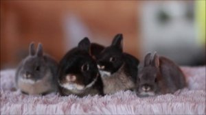 Кролики миноры оттеры