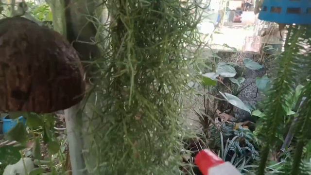 AIR PlANT CARE MALAYALAM // TILANDSIA SPANISH MOSS AIRPLANTS Watering propagation full information