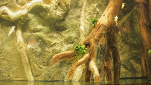 150g Freshwater - Week 1