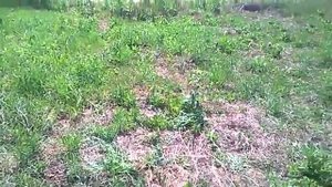 Посев кукурузы в некопаную землю.