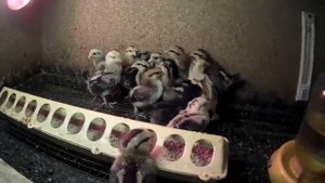 Разведение и содержание домашней птицы Подворье ЛПХ Сергеевское