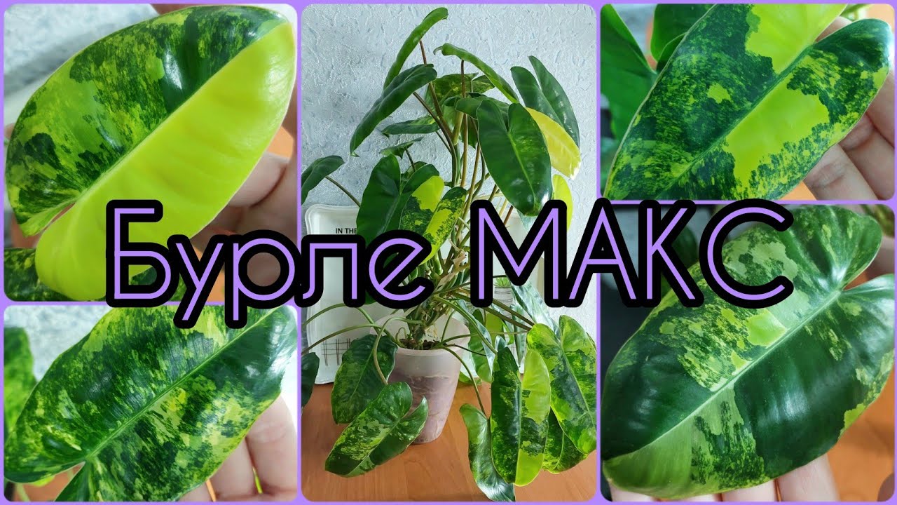 Почему #ФИЛОДЕНДРОН Бурле МАКС ОСОБЕННЫЙ?Взрослый куст? #характеристики #сорт #цветы #растения