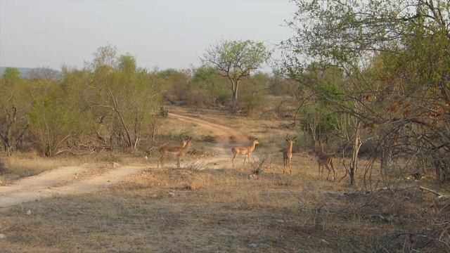 Buck, Antelope, Impala смотреть онлайн