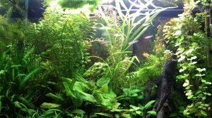 Родостомус, красноносая тетра, (Hemigrammus rhodostomus)