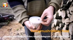 ВЕШЕНКА на ПНЯХ МИЦЕЛИЙ +380661377579, РАЗНЫЕ СПОСОБЫ ЗАРАЖЕНИЯ ПЕНЬКОВ fms#888